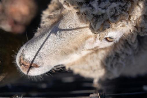 ふわふわ羊の瞳 羊,ひつじ,動物の写真素材