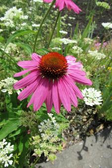 郊外の庭に咲くエキナセアの花 郊外の庭に咲くエキナセアの花 エキナセア,花,植物の写真素材