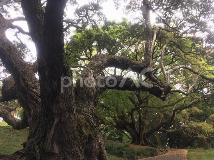 森の住人が指し示す道 木,自然,公園の写真素材
