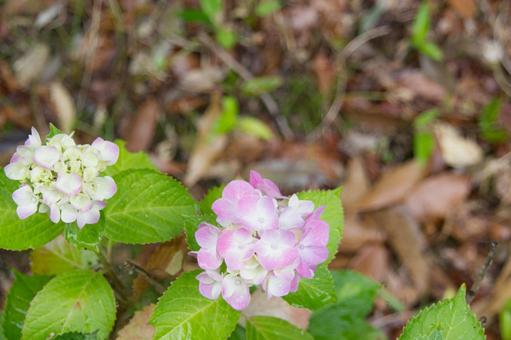 雨の紫陽花の写真