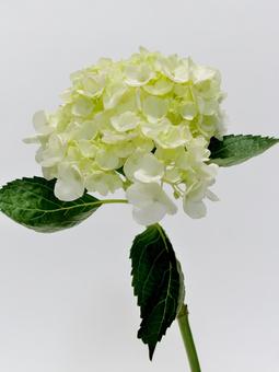 白色のアジサイ 白色のアジサイ アジサイ,花,植物の写真素材