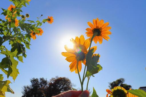 ひまわり　青空　太陽　手 皇帝ひまわり,裏側,手の写真素材