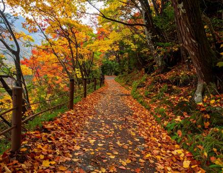 秋の山道3 秋の山道3の写真