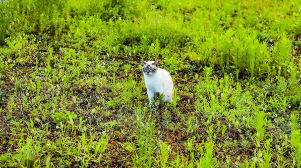 A beautiful doll-like cat with blue eyes, JPG A beautiful doll-like cat with blue eyes, JPG