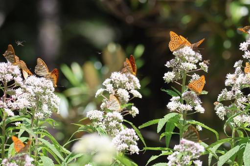 รูปถ่าย, fritillary, ดอกไม้, ฤดูร้อน, 