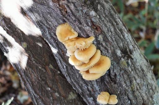 ムキタケ キノコ,キノコ狩り,ムキタケの写真素材