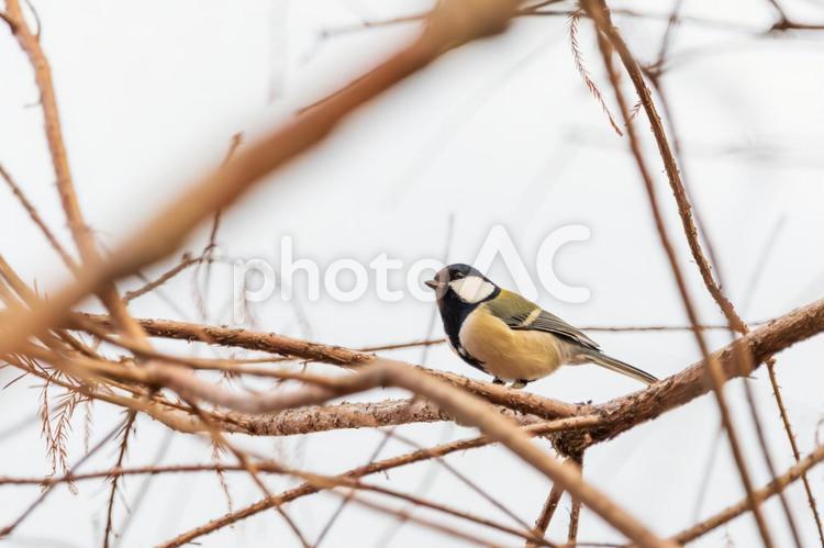 枝にとまるシジュウカラの姿 シジュウカラ,鳥,野鳥の写真素材