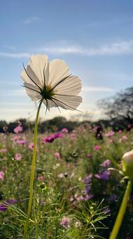 白いコスモス コスモス,昭和記念公園,花の写真素材