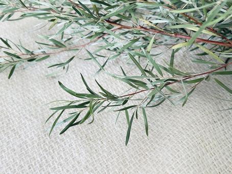 ティーツリー ティーツリー,メラレウカ,植物の写真素材