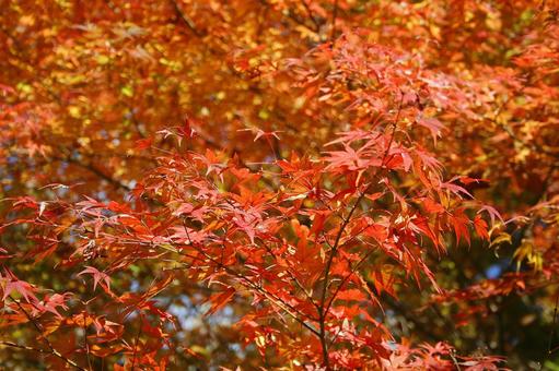 紅葉-102 もみじ,秋,背景の写真素材