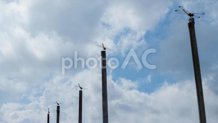 等間隔にとまるとんぼ とんぼ,等間隔,とまるの写真素材