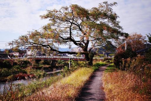 1本の木と橋と川のある田舎の風景 1本の木と橋と川のある田舎の風景 風景,自然,川の写真素材