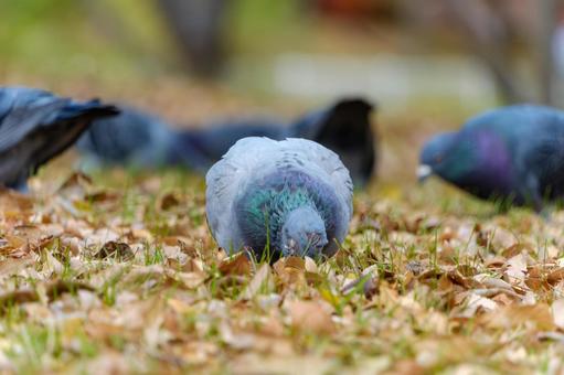 Pigeons searching for food among fallen leaves, JPG Pigeons searching for food among fallen leaves, JPG