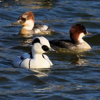 ミコアイサ ミコアイサの写真