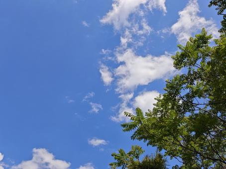空と木 空と木の写真