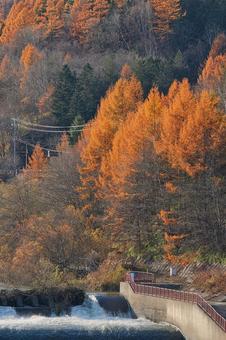 秋の北海道へ 季節,秋,紅葉の写真素材