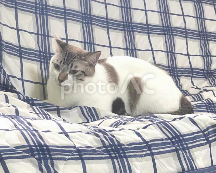 ソファの上でまどろむシャムトラ猫さん 猫,シャムトラ,微睡むの写真素材