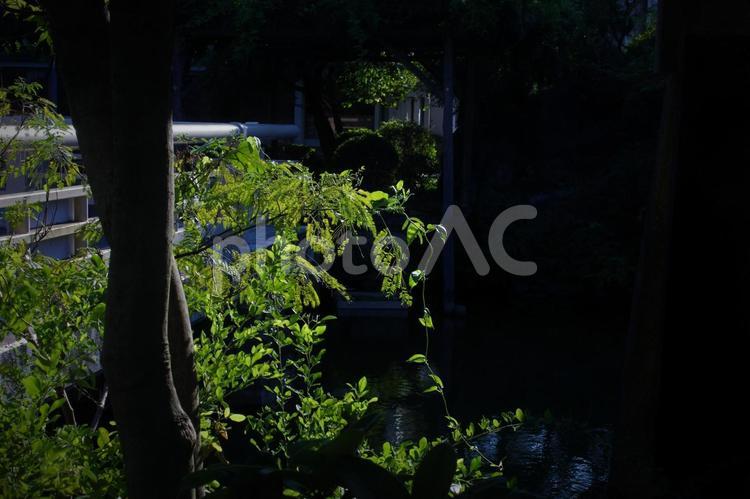 亀戸天神境内の光が当たる植物 亀戸天神,神社,植物の写真素材