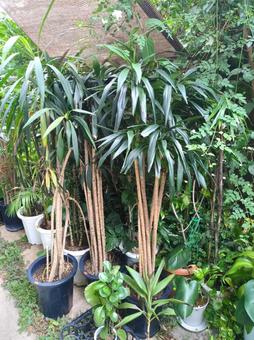 傷んだ捨てられてしまう観葉植物 訳あり 傷んだ捨てられてしまう観葉植物 訳あり 大型観葉植物,観葉植物,訳ありの写真素材