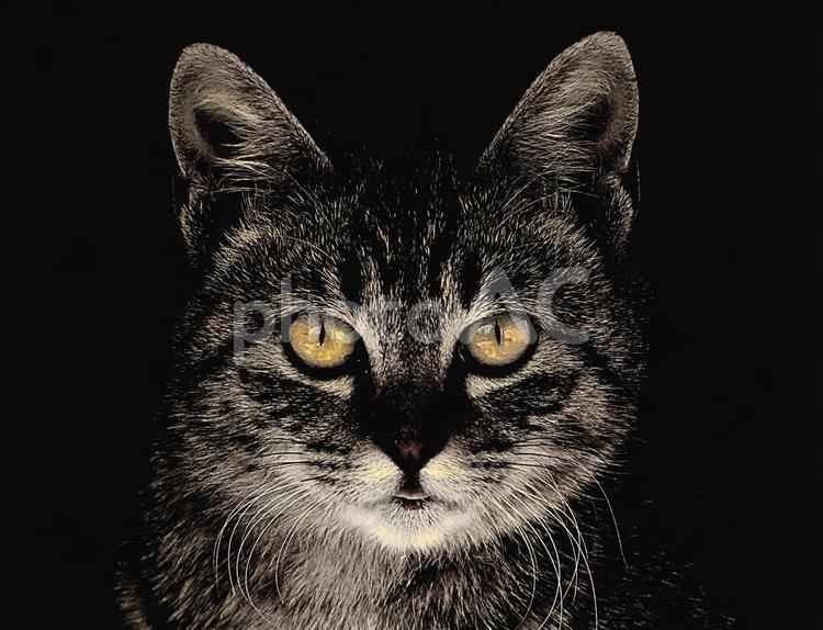 猫の顔 猫,野良猫,顔の写真素材