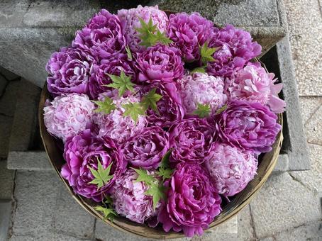 花手水(芍薬) 花手水(芍薬) 花手水,シャクヤク,手水舎の写真素材