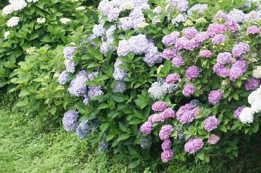 あじさいの写真