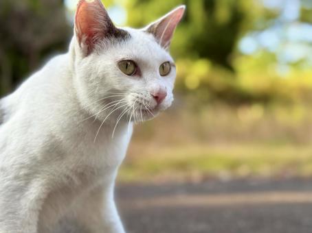 雄のシロキジ猫 雄のシロキジ猫の写真