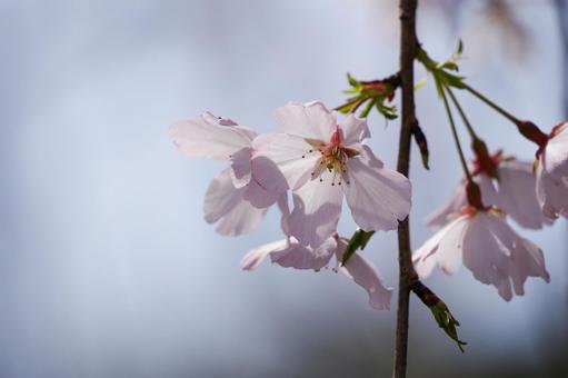 枝垂れ桜のクローズアップ 枝垂れ桜のクローズアップ 枝垂れ桜,桜,花びらの写真素材