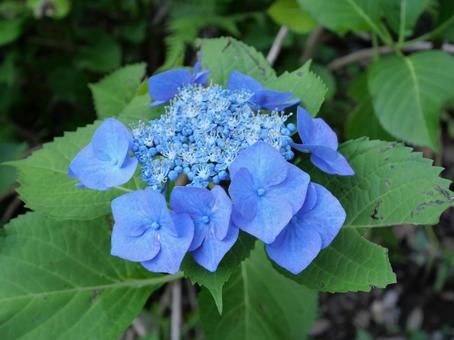 アジサイ　ブルーの写真