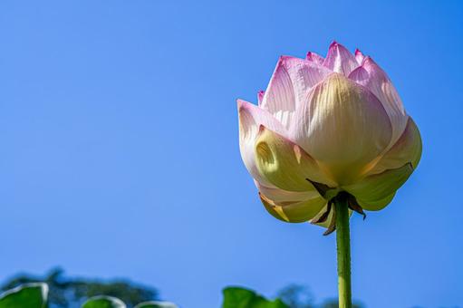 青空と蓮の蕾 青空と蓮の蕾 蓮の花,蓮の蕾,夏の花の写真素材