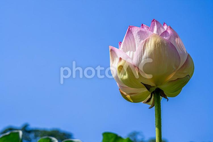 青空と蓮の蕾 蓮の花,蓮の蕾,夏の花の写真素材