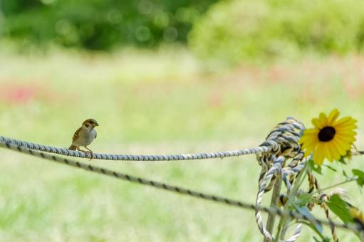 ロープにとまるスズメと黄色い花 ロープにとまるスズメと黄色い花の写真