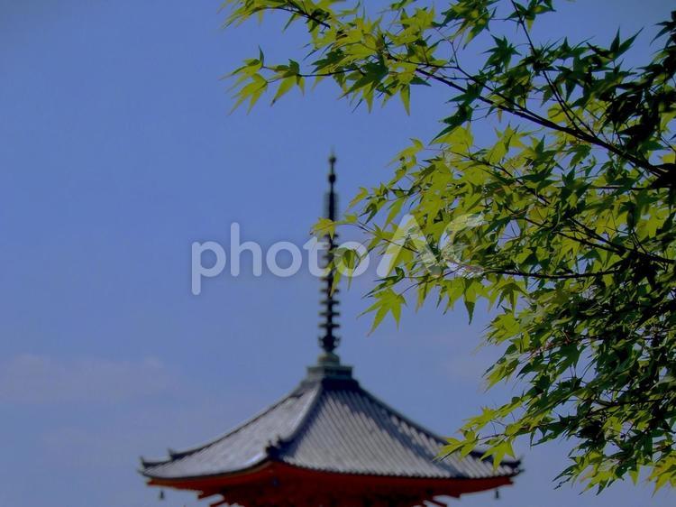 清水寺　三重塔　青紅葉 清水寺,三重塔,青紅葉の写真素材