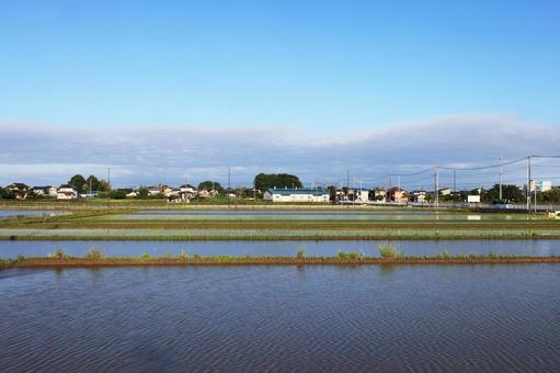 水田風景 水田,田圃,田園風景の写真素材