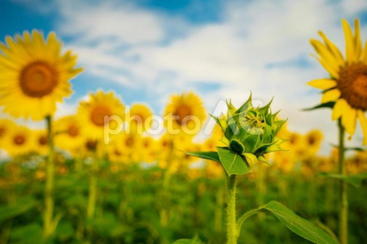 青空とひまわりの花とつぼみ ひまわり,花,黄色の写真素材