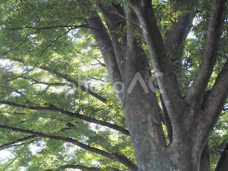 落葉樹　ケヤキの大木⑤ 大きな木,けやき,欅の写真素材