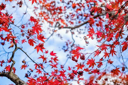 ［季節のイメージ］紅葉｜秋｜もみじ 紅葉,もみじ,楓の写真素材