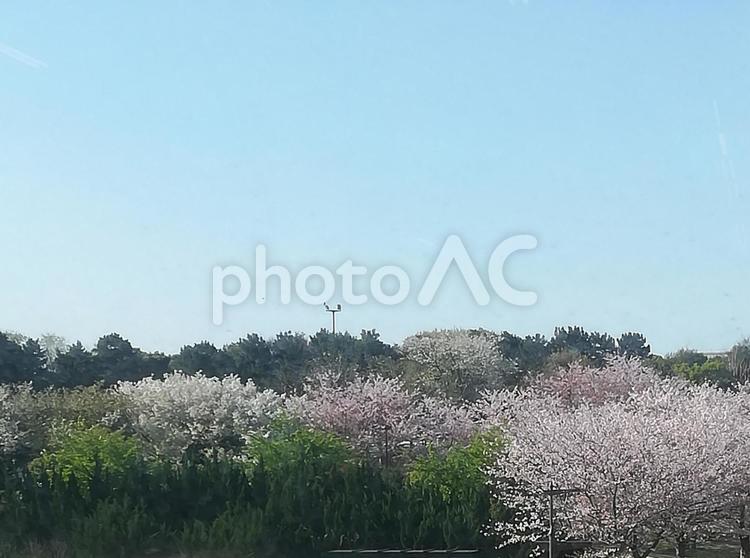 桜と新緑 桜,さくら,新緑の写真素材