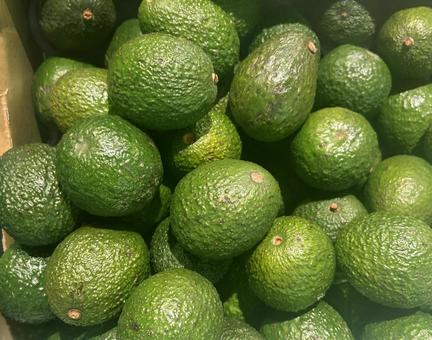 山積みアボガド 果物,果実,フルーツの写真素材