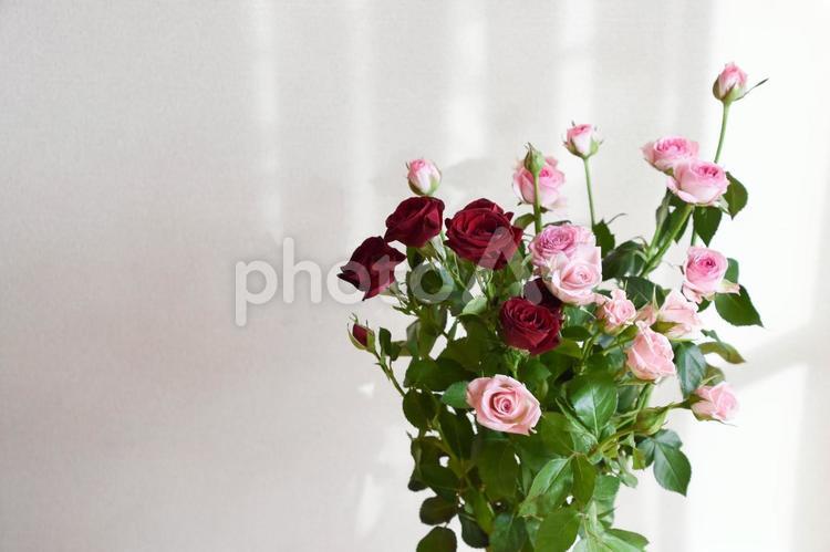 赤とピンクのばら スプレーばら,ピンク,薔薇の写真素材