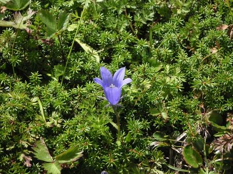 高山植物 高山植物の写真