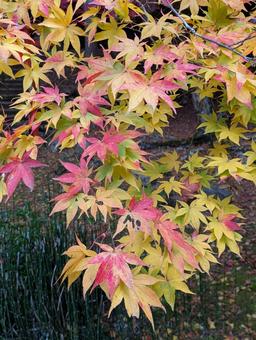 紅葉 もみじ,秋,紅葉狩りの写真素材