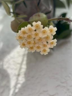 ホヤ ホヤの写真