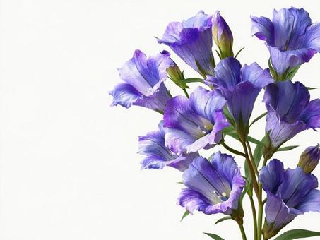 秋のリンドウの花束 秋のリンドウの花束の写真