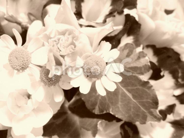 セピア色の花 花,フラワー,セピアの写真素材