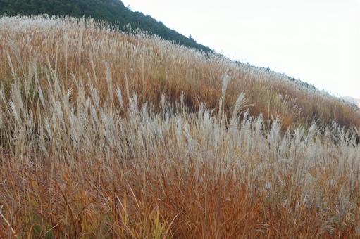 仙石原のススキ 仙石原,すすき,ススキの写真素材