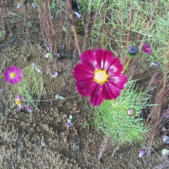 赤いコスモスの花 コスモス,赤,植物の写真素材