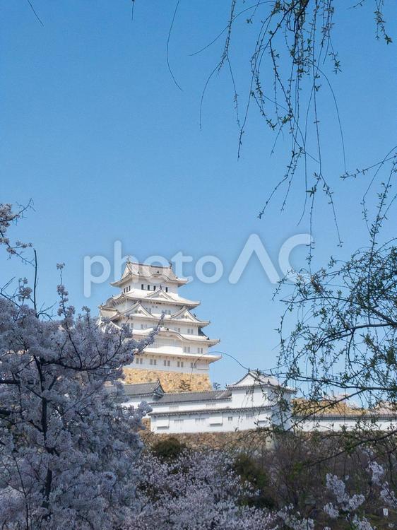 姫路城と桜2 世界遺産,姫路城,桜の写真素材
