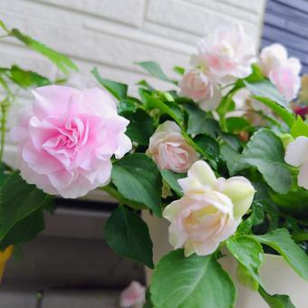 インパチェンスアップルブロッサム インパチェンスアップルブロッサム 花,植物,インパチェンスの写真素材