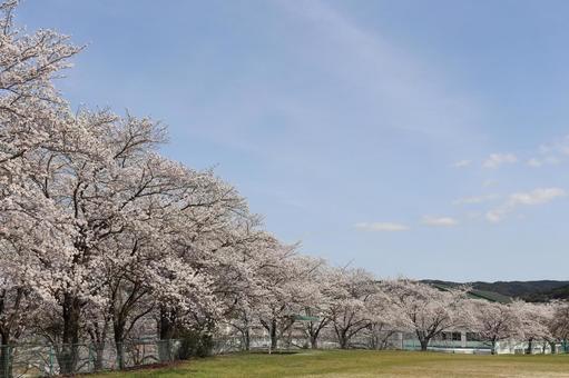 桜とそら 桜,空,木の写真素材